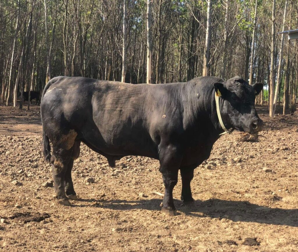 Aberdeen Angus